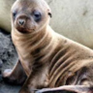 Meet your Posher, Chelsea